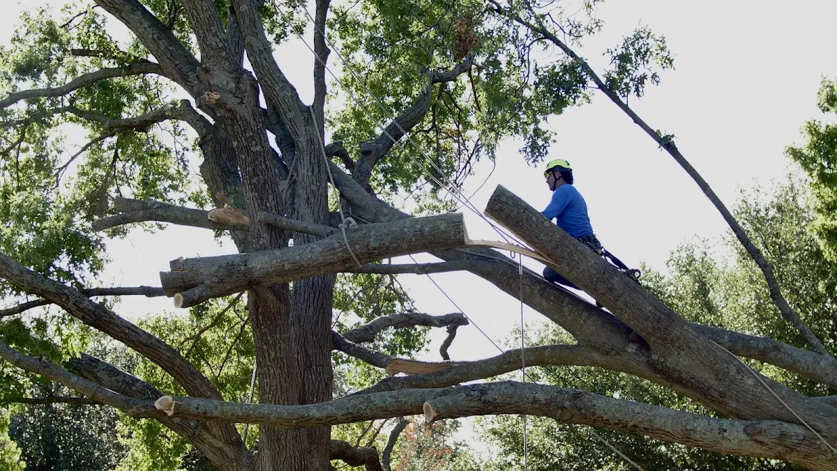 Professional Crown Thinning performed by certified arborists in Harvel